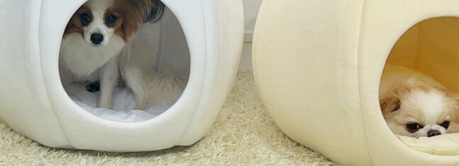 内马尔重返巴西队：三届世界杯进12球